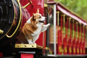 pets-dog-corgi-cute